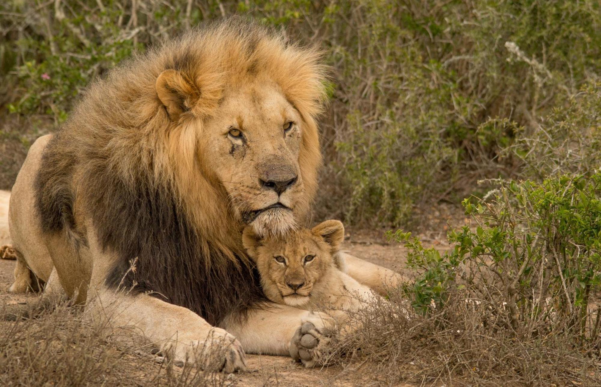 Kwandwe Private Game Reserve - Melton Manor Граъмстаун Екстериор снимка