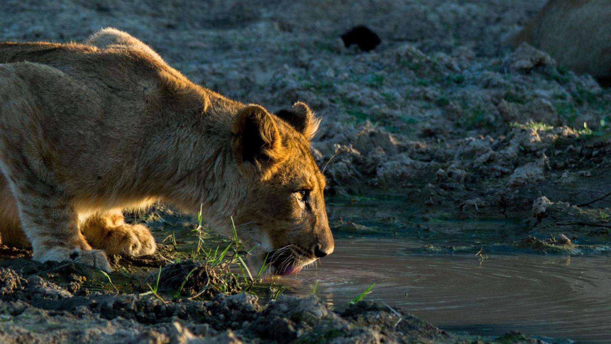 Kwandwe Private Game Reserve - Melton Manor Граъмстаун Екстериор снимка