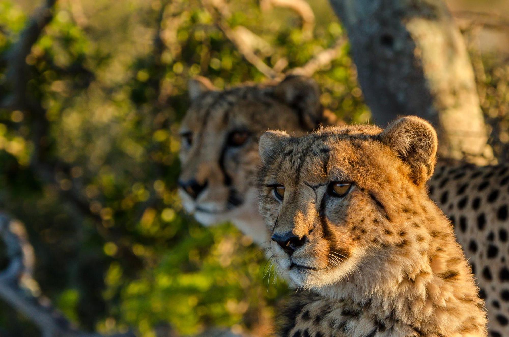 Kwandwe Private Game Reserve - Melton Manor Граъмстаун Екстериор снимка