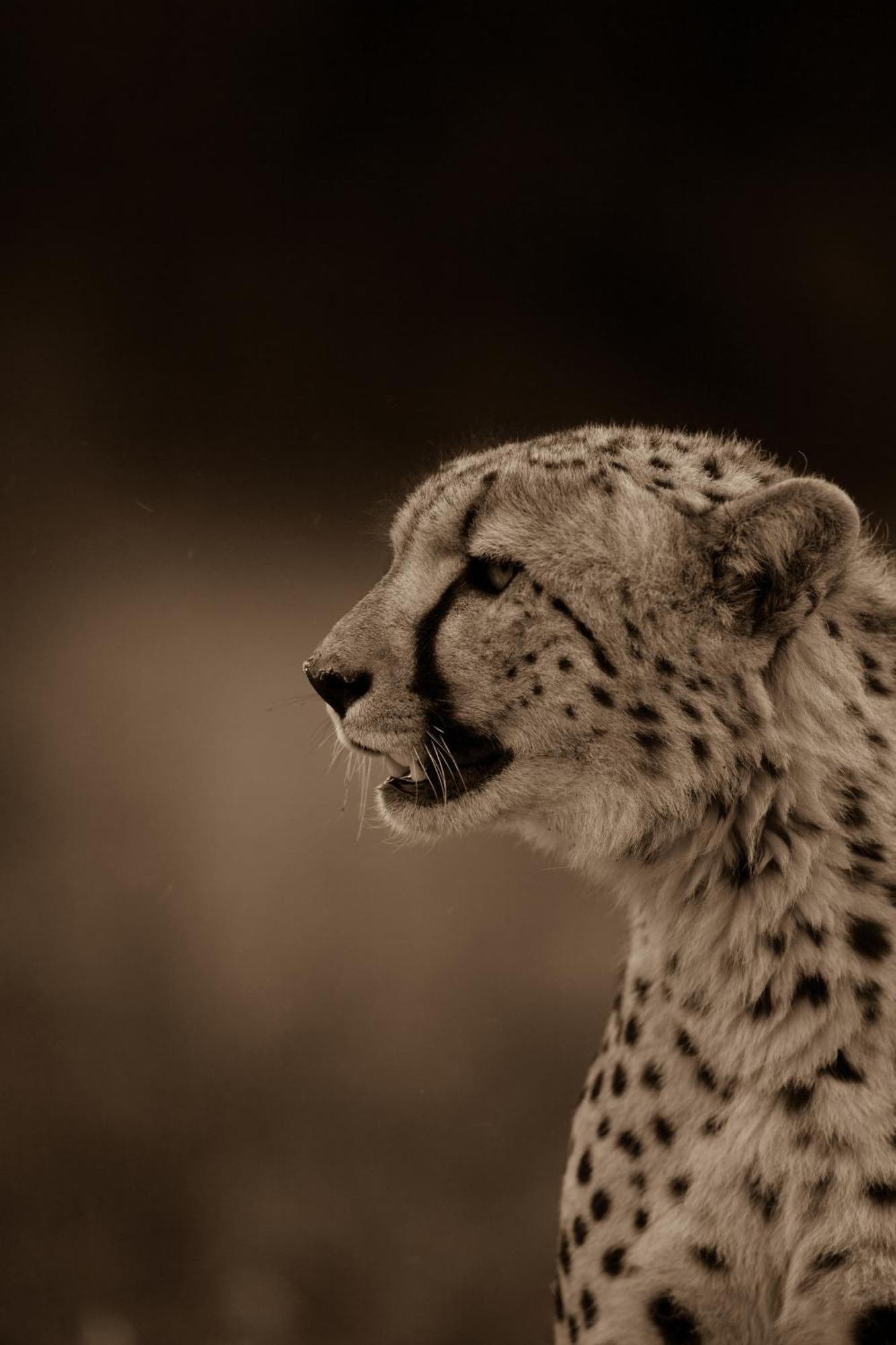 Kwandwe Private Game Reserve - Melton Manor Граъмстаун Екстериор снимка