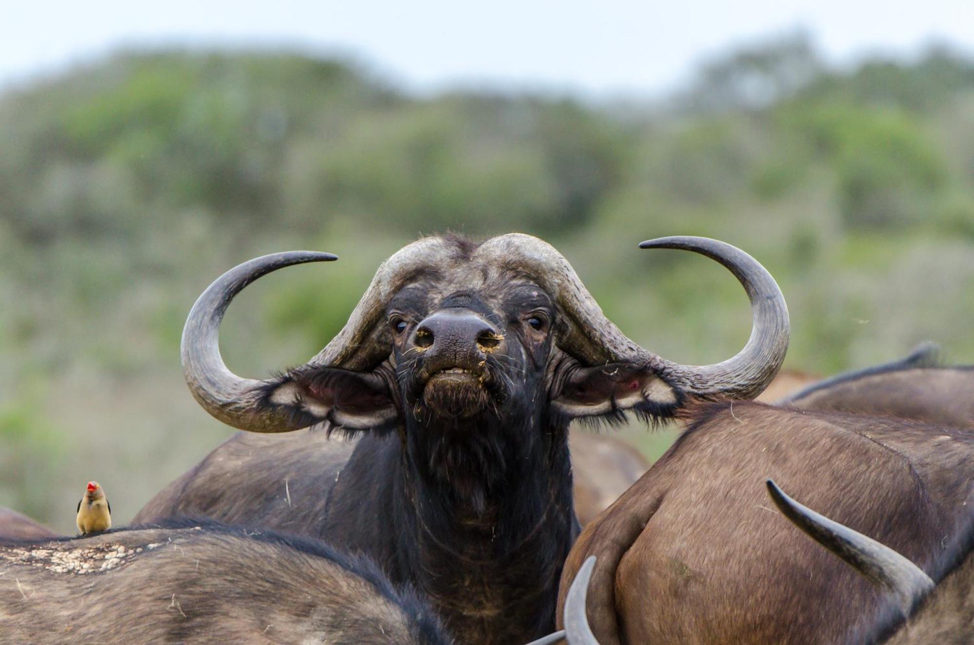 Kwandwe Private Game Reserve - Melton Manor Граъмстаун Екстериор снимка