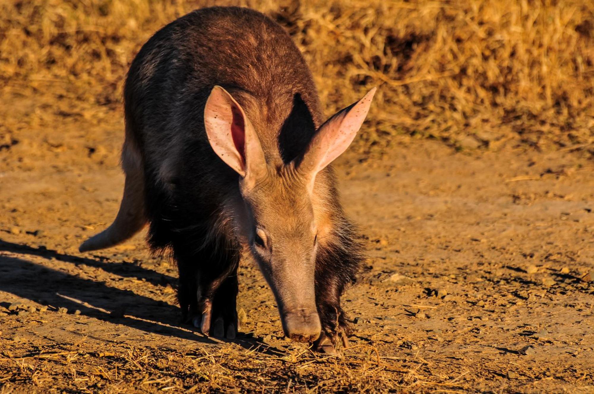 Kwandwe Private Game Reserve - Melton Manor Граъмстаун Екстериор снимка
