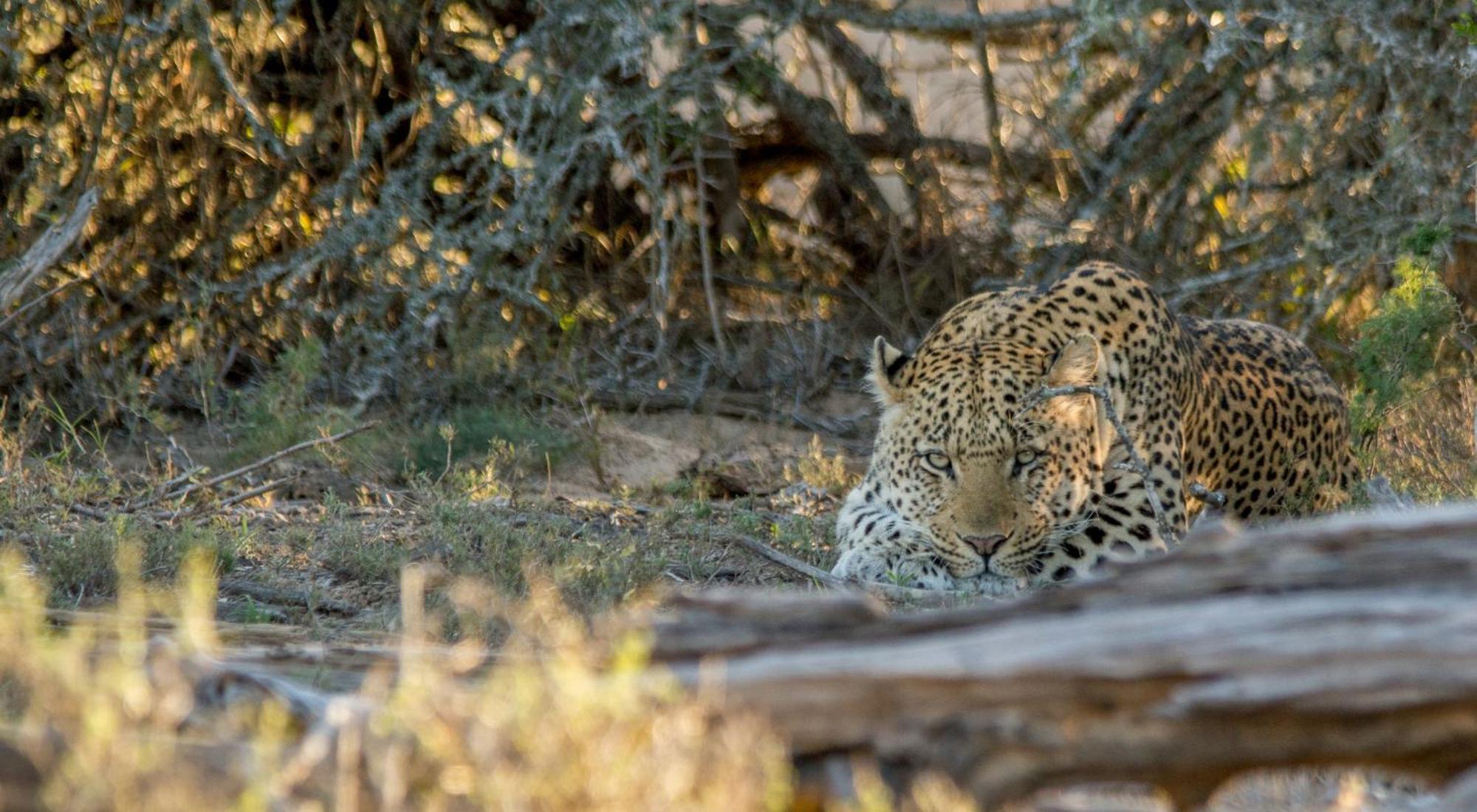 Kwandwe Private Game Reserve - Melton Manor Граъмстаун Екстериор снимка
