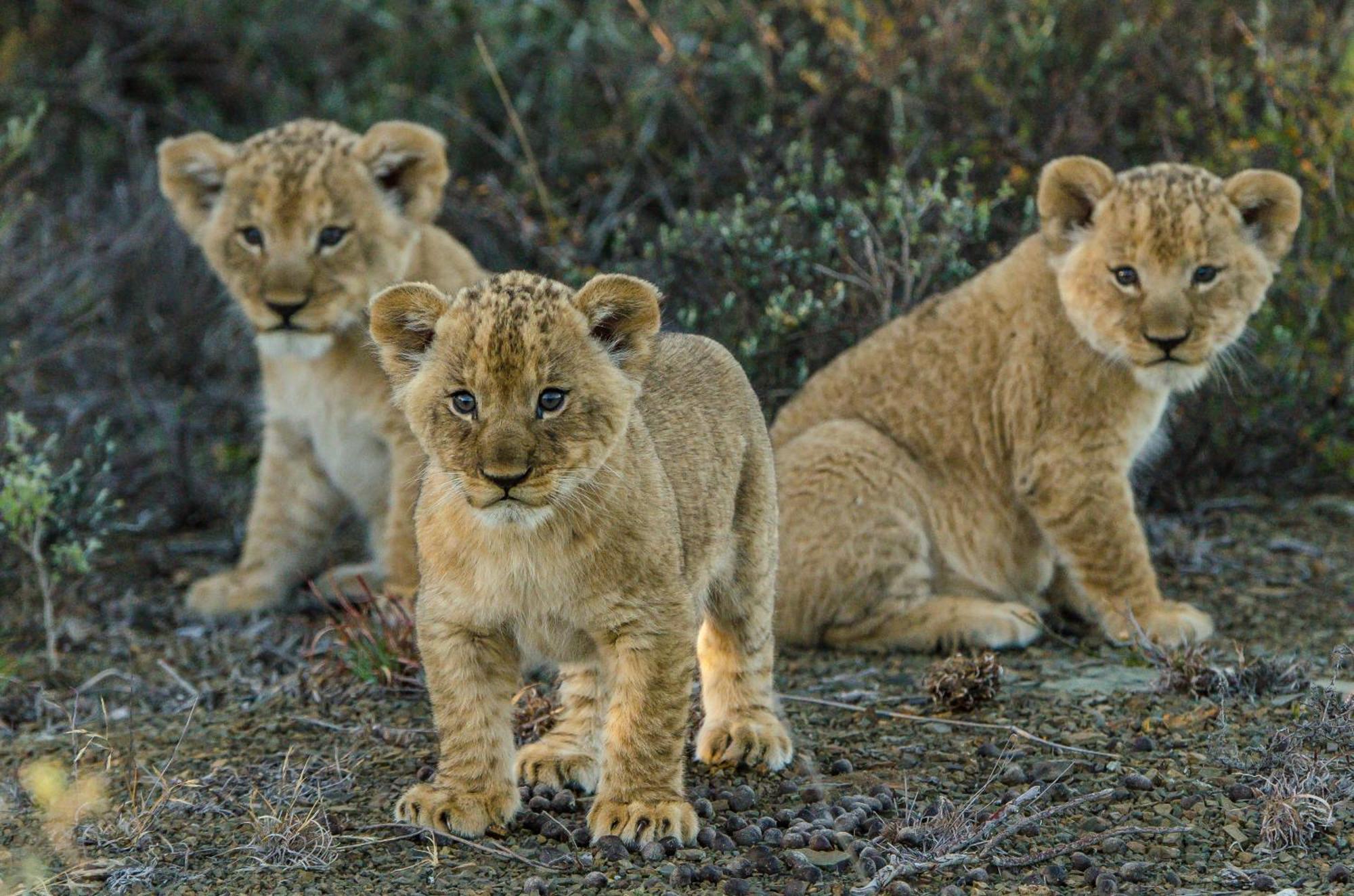 Kwandwe Private Game Reserve - Melton Manor Граъмстаун Екстериор снимка