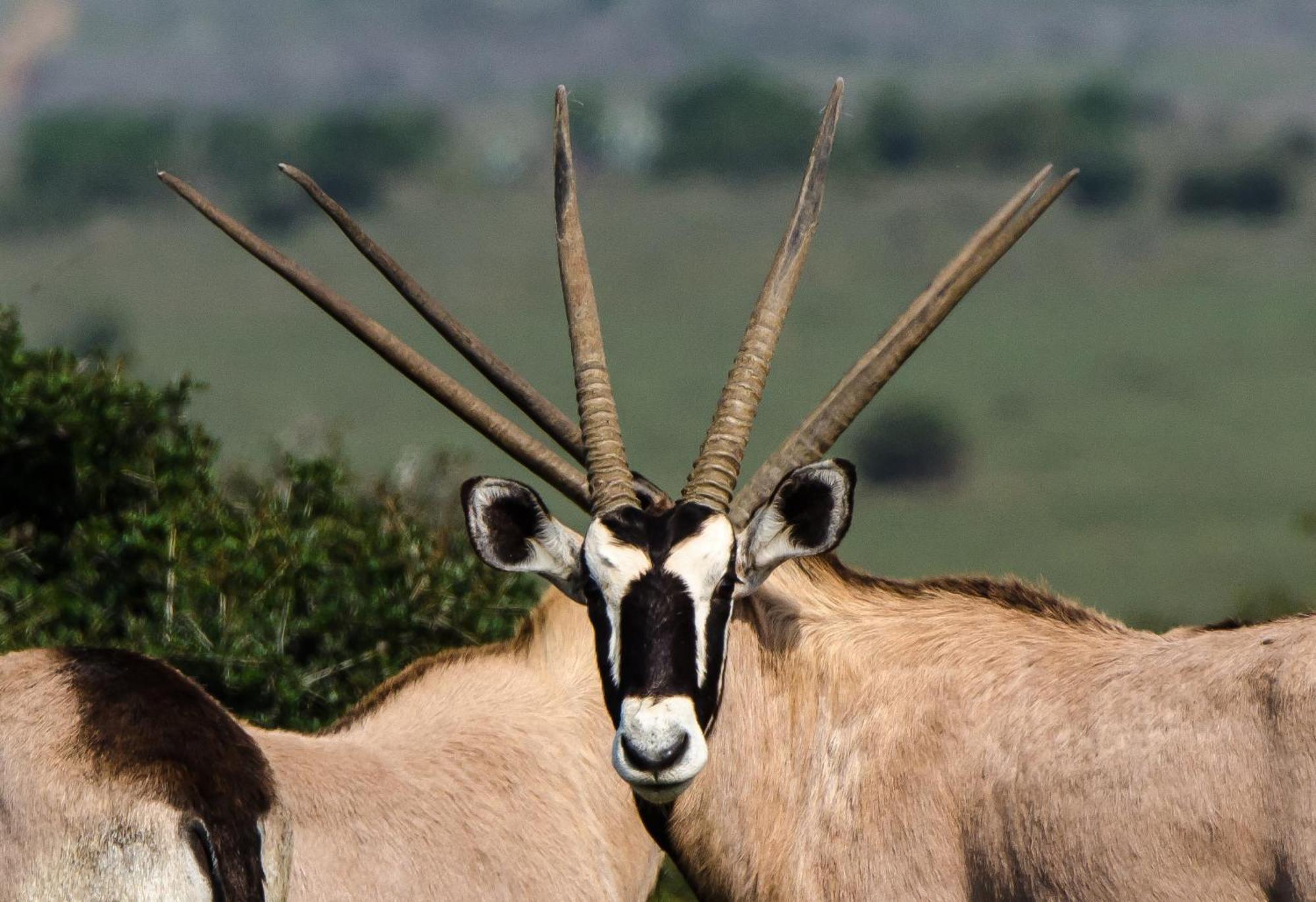 Kwandwe Private Game Reserve - Melton Manor Граъмстаун Екстериор снимка