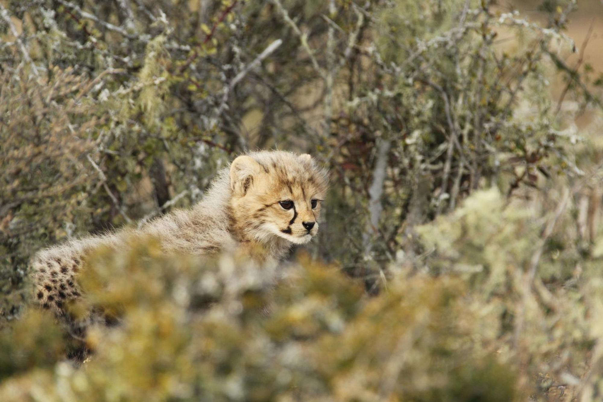 Kwandwe Private Game Reserve - Melton Manor Граъмстаун Екстериор снимка