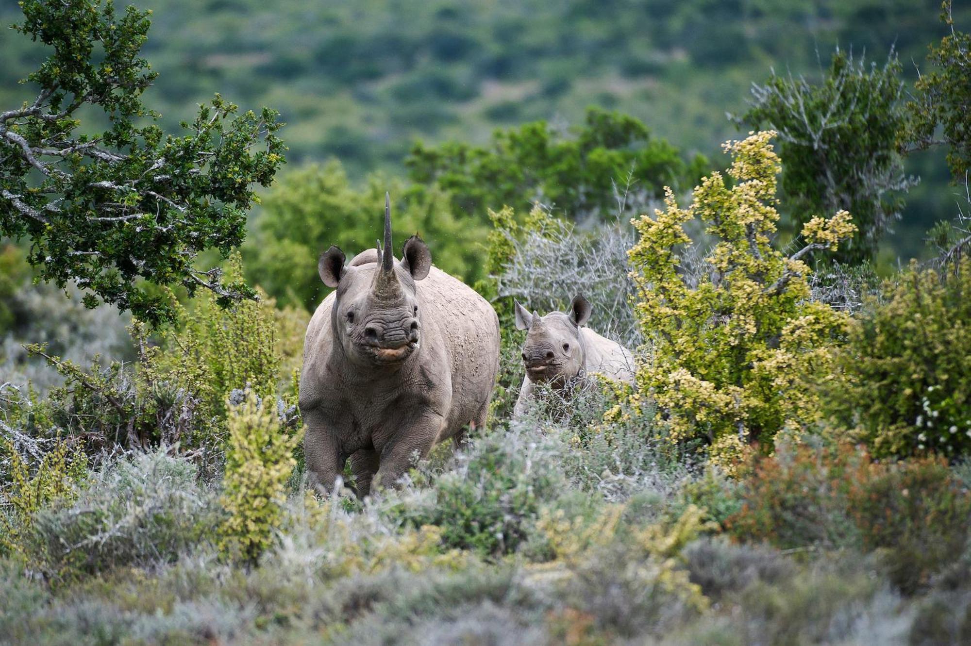 Kwandwe Private Game Reserve - Melton Manor Граъмстаун Екстериор снимка
