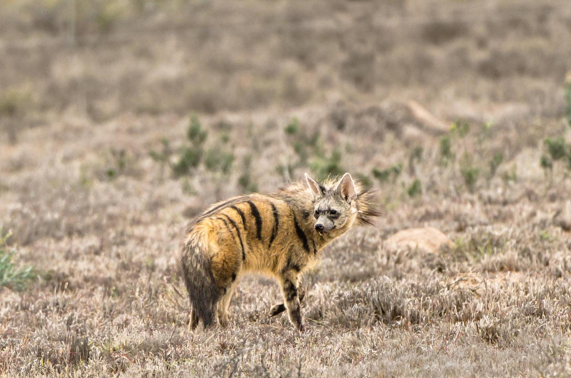 Kwandwe Private Game Reserve - Melton Manor Граъмстаун Екстериор снимка