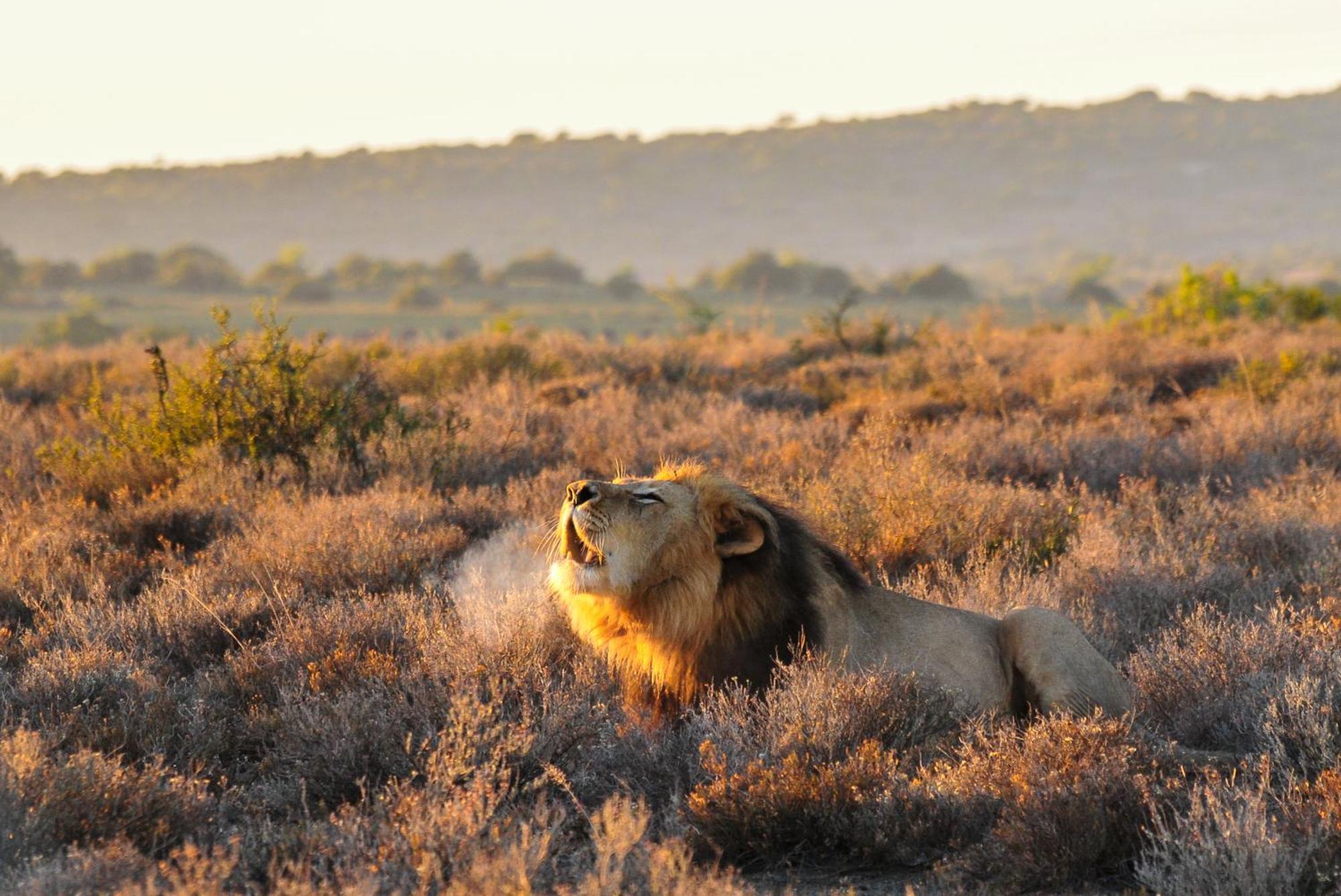 Kwandwe Private Game Reserve - Melton Manor Граъмстаун Екстериор снимка