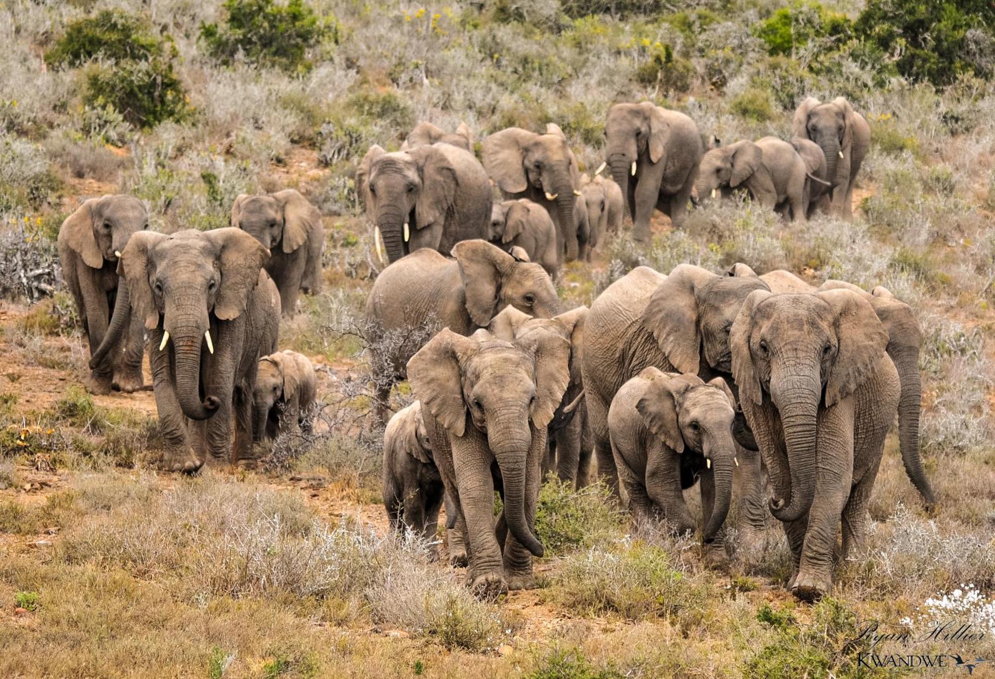 Kwandwe Private Game Reserve - Melton Manor Граъмстаун Екстериор снимка