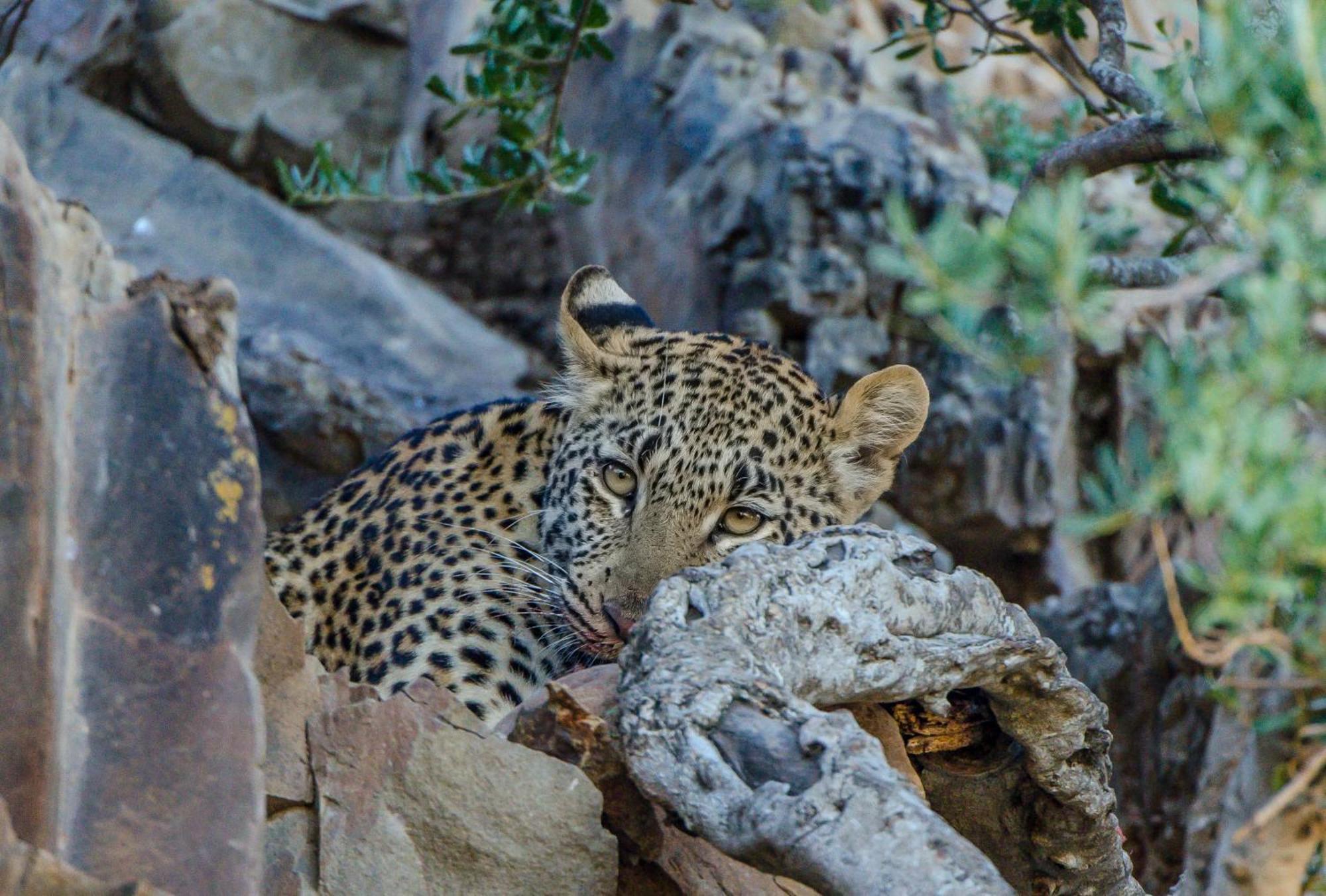 Kwandwe Private Game Reserve - Melton Manor Граъмстаун Екстериор снимка