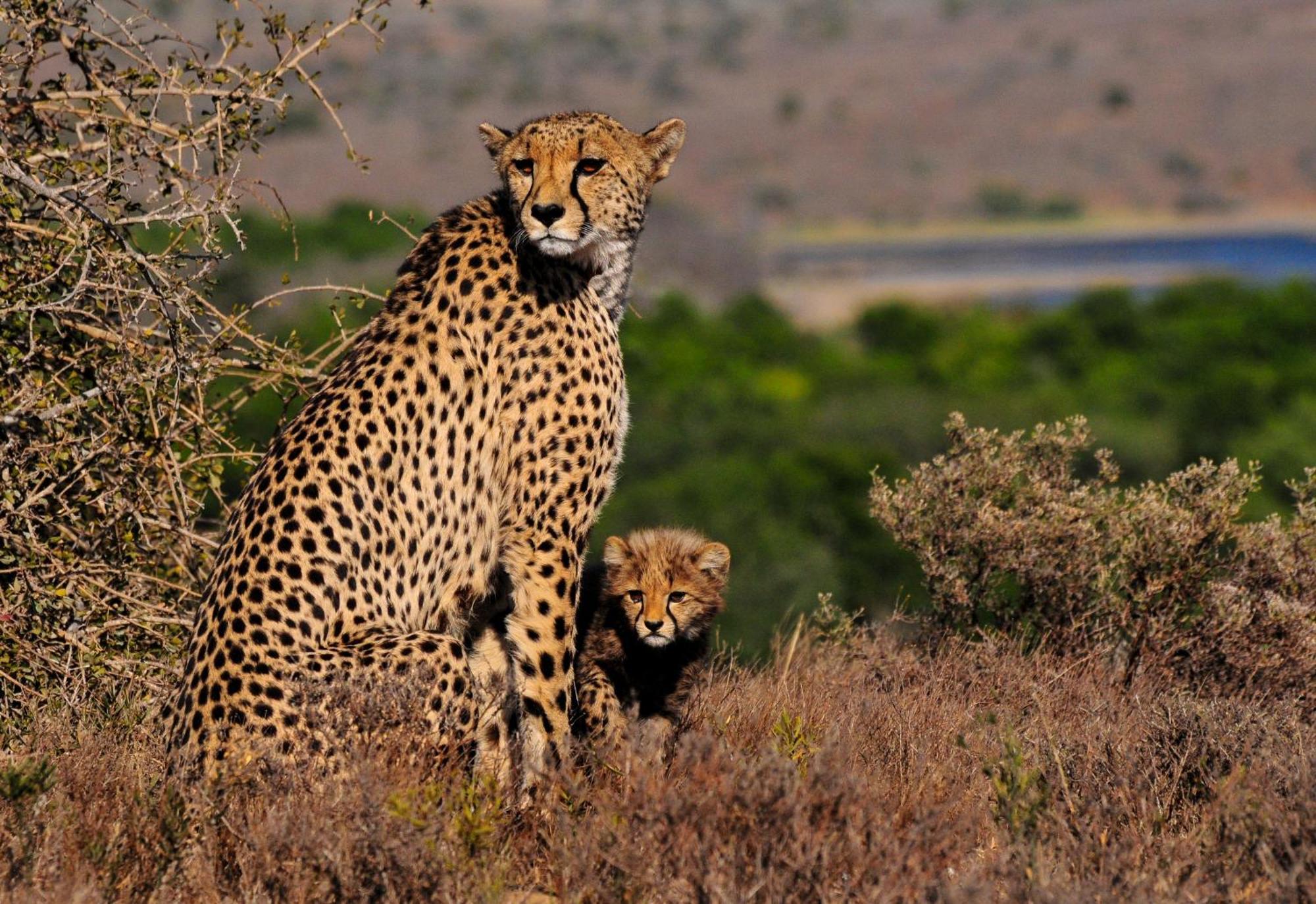 Kwandwe Private Game Reserve - Melton Manor Граъмстаун Екстериор снимка